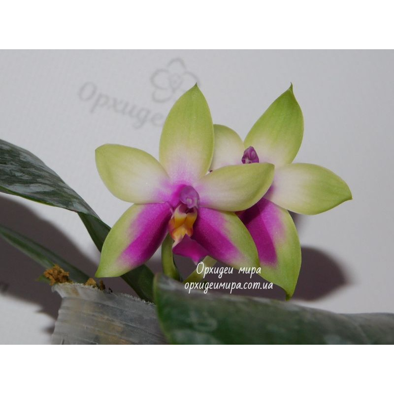 Орхiдея Phal. Bellina x LD Bear Queen - купити, доставка Україна